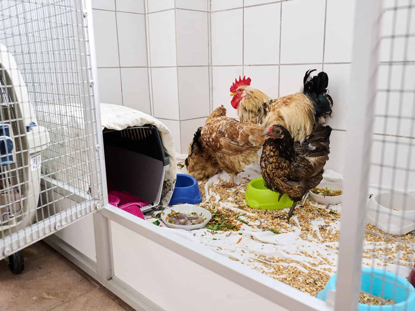 Bremen: Vier angeleinte Hühner vom Balkon gerettet – Ermittlungen wegen Tierschutzverstoß