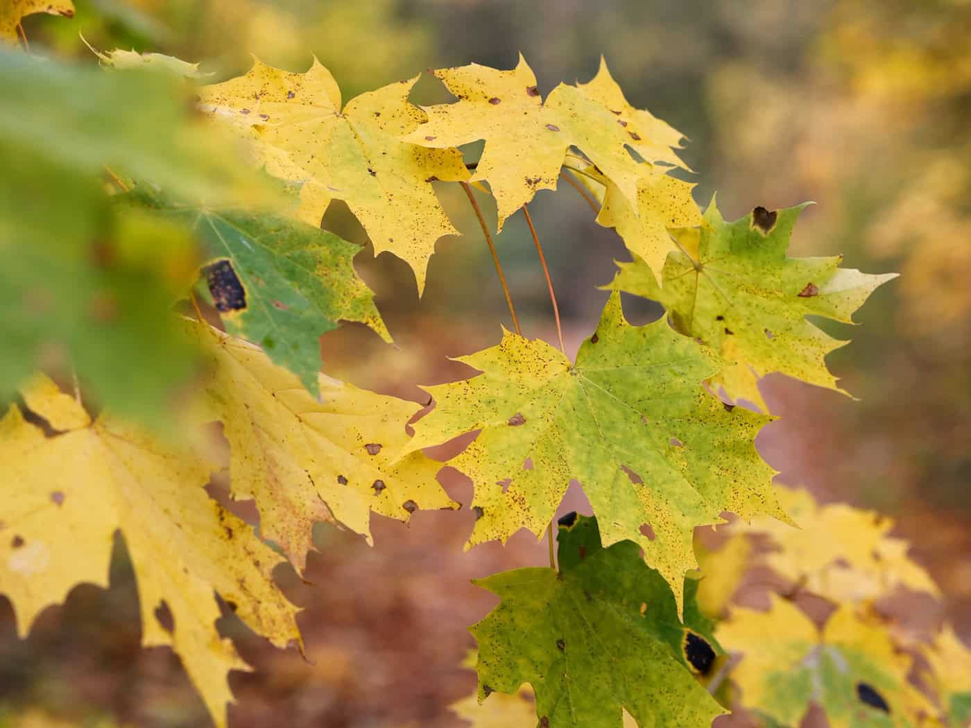 Milde Herbsttage bei Regen, Sonne und Nebel erwartet