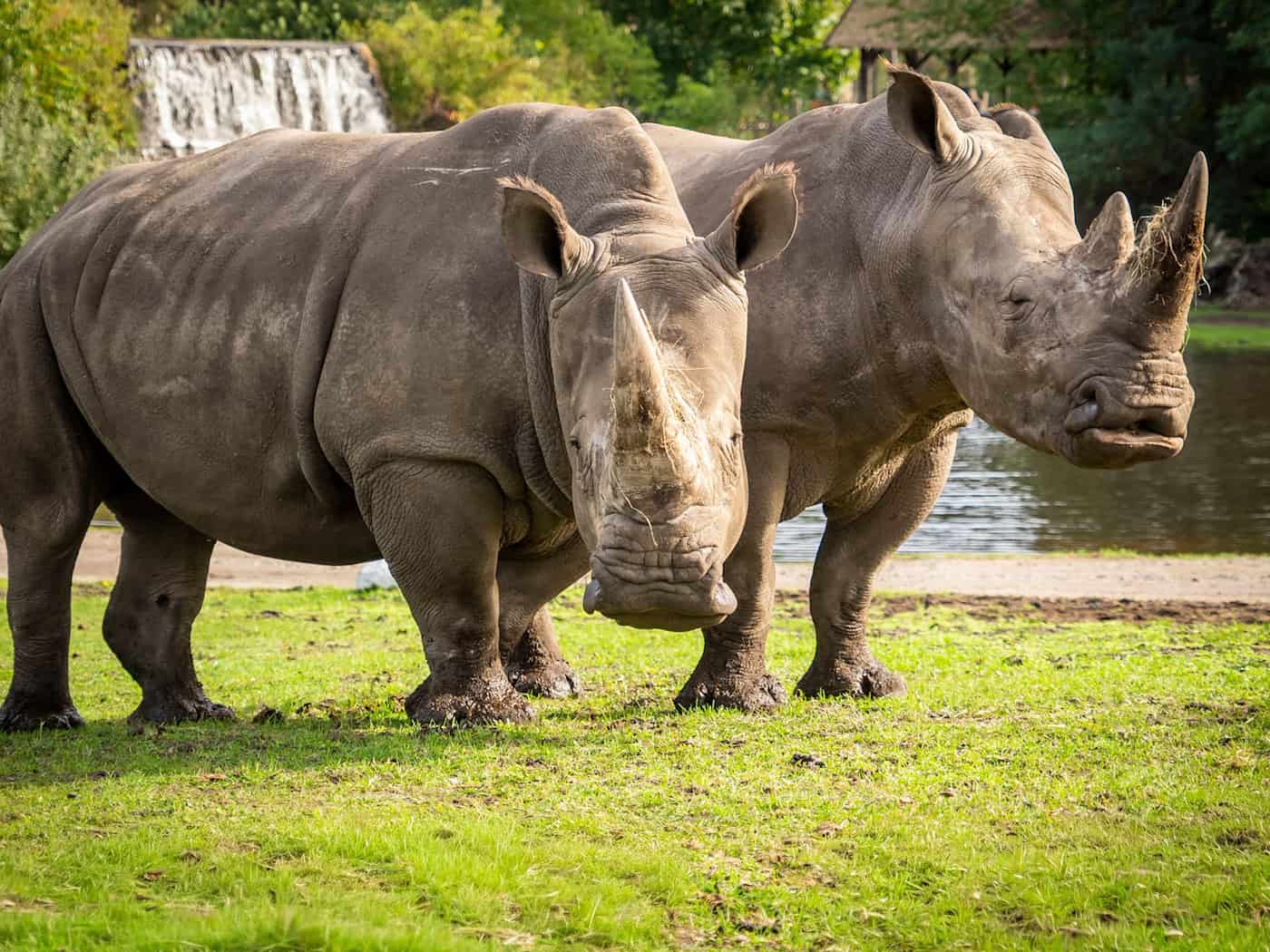 Niedersächsische Nashörner reisen für Zucht nach Mexiko