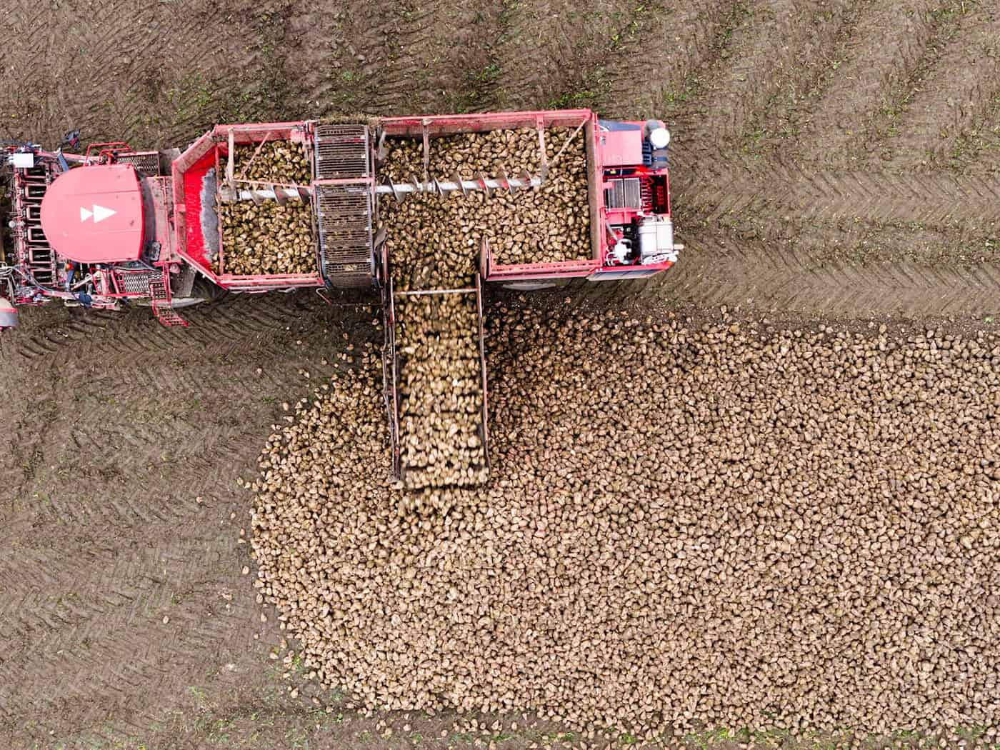 Niedersächsische Rübenbauern rechnen mit normaler Ernte