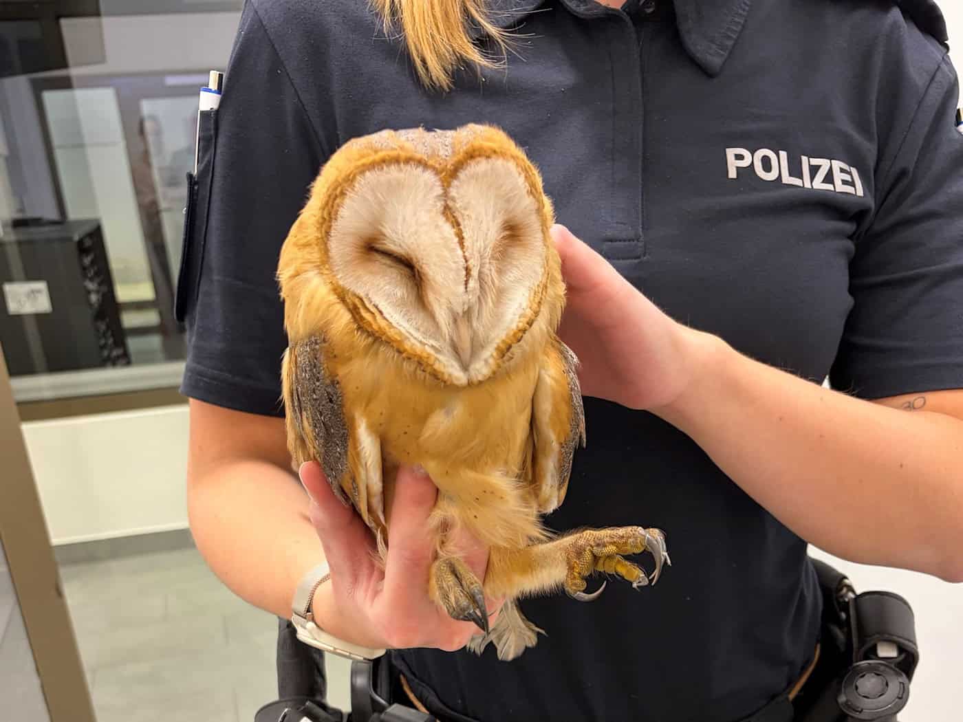 Verletzte Eule in Bremen-Blumenthal von Polizei und Anwohnern gerettet
