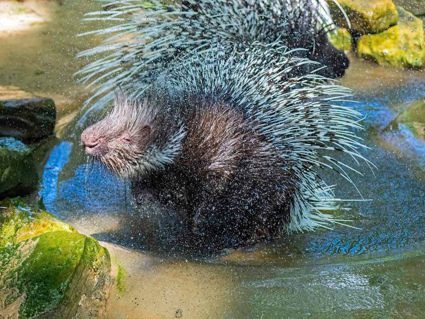 Stachelschwein «Opa» im Nordhorner Tierpark gestorben
