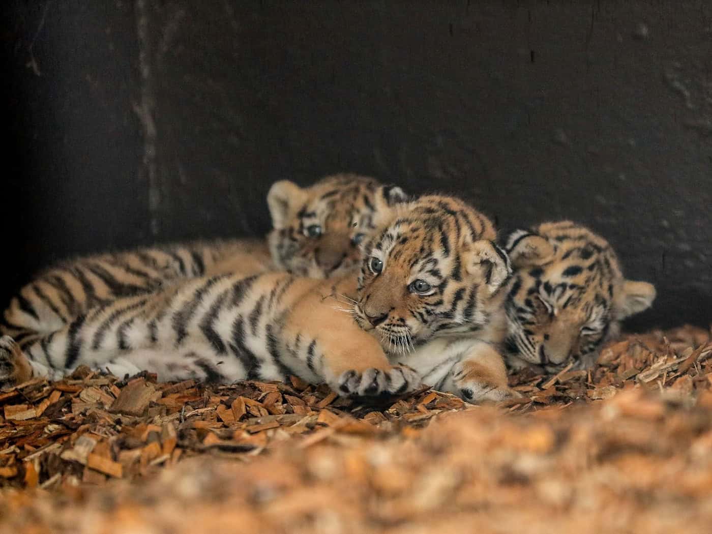Drei Amur-Tiger im Tierpark Ströhen geboren – Mutter Amara zieht Drillinge groß