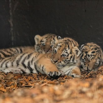 Drei Amur-Tiger im Tierpark Ströhen geboren – Mutter Amara zieht Drillinge groß