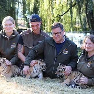 Drei Amur-Tiger im Tierpark Ströhen nach erster Untersuchung wohlauf