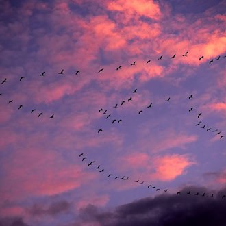 Weniger Kraniche an der vorpommerschen Küste: Geflügelpest und Klimawandel belasten Bestand