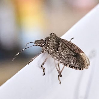 Herbstinvasion von Stinkwanzen in Mitteleuropa: lästig, aber harmlos