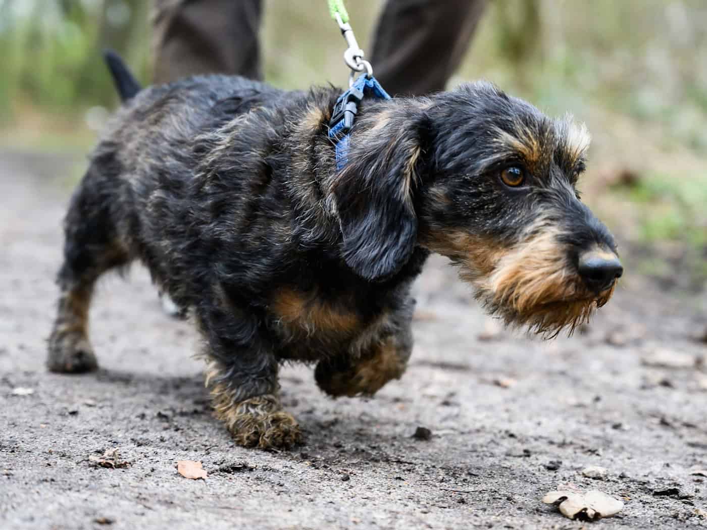 Hohe Hundesteuer in Seelze und Hannover: bis zu 158/150 Euro