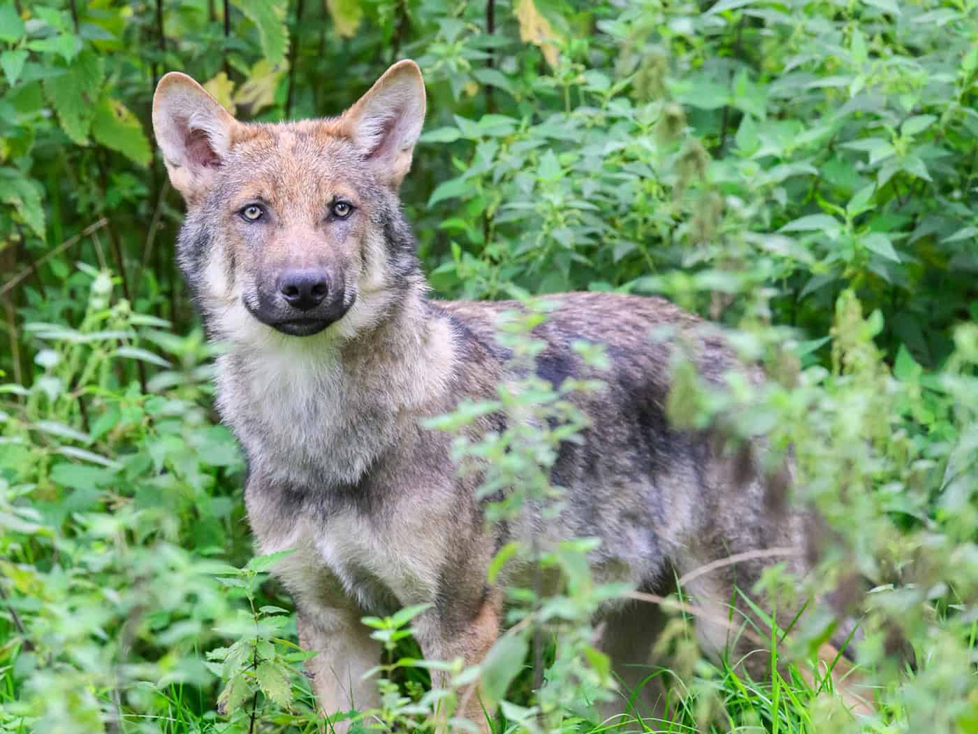 Zwei Wolfsabschüsse in Niedersachsen