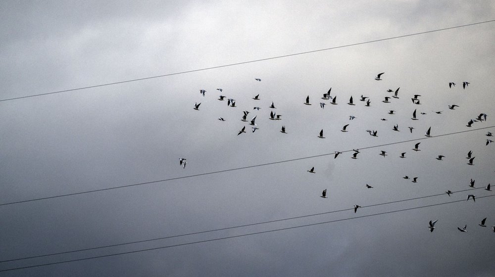 Ein Schwarm Möwen fliegt vor einem wolkigen Himmel. / Foto: Pia Bayer/dpa/Symbolbild