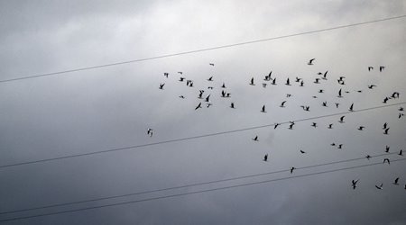 Ein Schwarm Möwen fliegt vor einem wolkigen Himmel. / Foto: Pia Bayer/dpa/Symbolbild