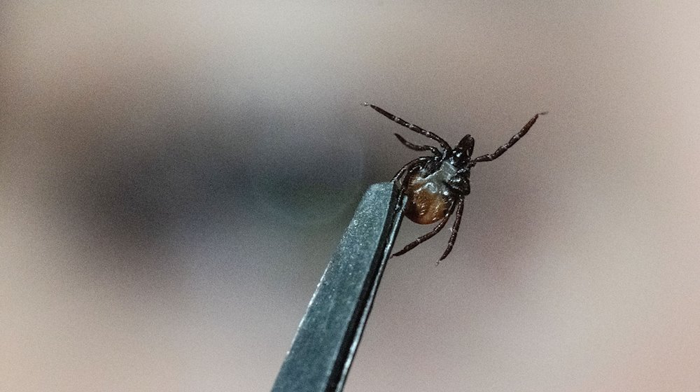 Eine Mitarbeiterin der Parasitologie der Universität Hohenheim zeigt in einem Labor einen Gemeinen Holzbock (Ixodes ricinus). / Foto: Marijan Murat/dpa