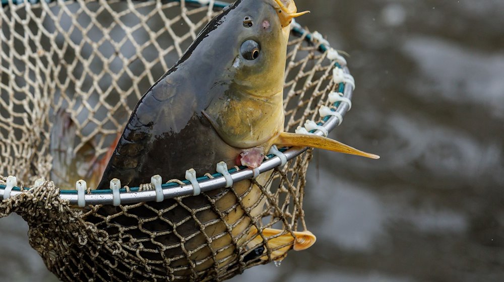 Ein Karpfen liegt zur Eröffnung der bayerischen Karpfensaison beim Abfischen eines Teiches in einem Kescher. / Foto: Daniel Karmann/dpa