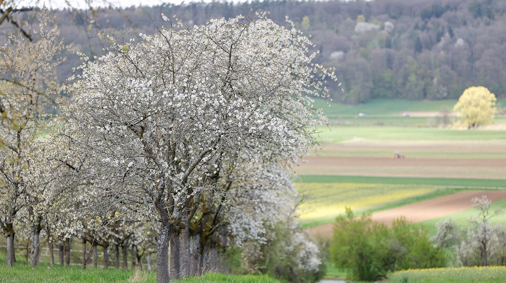 Kirschblüte in der Fränkischen Schweiz bei Kirchehrenbach, Landkreis Forchheim. / Foto: Daniel Löb/dpa