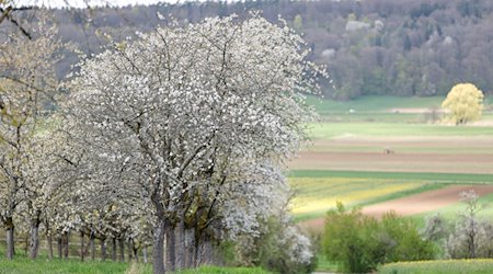 Kirschblüte in der Fränkischen Schweiz bei Kirchehrenbach, Landkreis Forchheim. / Foto: Daniel Löb/dpa