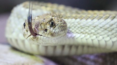 Eine Klapperschlange kriecht durch ihr Terrarium. / Foto: Roland Weihrauch/dpa/Symbolbild