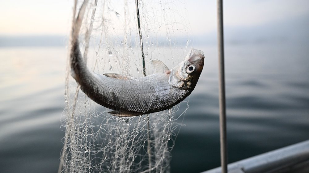 Ein Felchen hängt im Netz, das Fischer Chary Liebsch eingeholt hat. / Foto: Felix Kästle/dpa/Archivbild