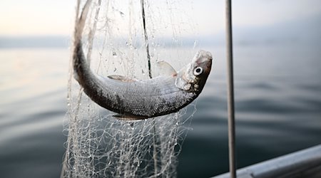 Ein Felchen hängt im Netz, das Fischer Chary Liebsch eingeholt hat. / Foto: Felix Kästle/dpa/Archivbild