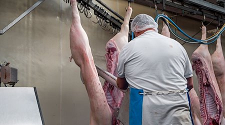 Ein Metzger zerteilt im Schlachthof Bamberg ein geschlachtetes Schwein mit einer Säge. / Foto: Daniel Vogl/dpa