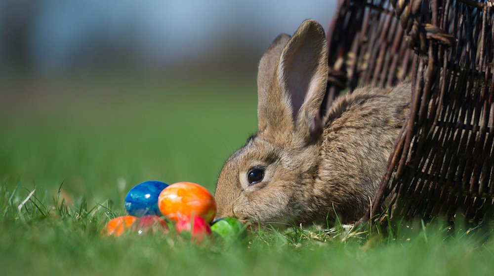 Ein Kaninchen und bunte Ostereier auf einer Wiese. / Foto: Patrick Pleul/dpa