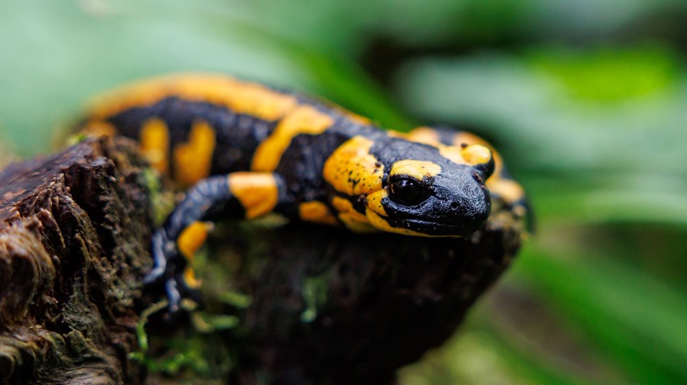Ein Feuersalamander sitzt im Tiergarten Nürnberg in seinem Gehege. / Foto: Daniel Karmann/dpa/Symbolbild