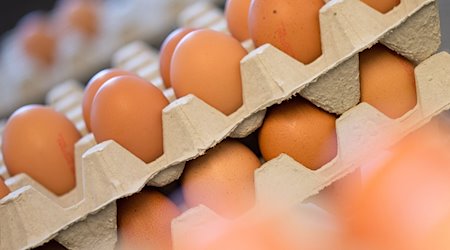 Eier stehen auf einem Biohof in Kartons. / Foto: Friso Gentsch/dpa
