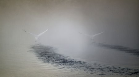 Zwei Schwäne fliegen an einem kalten Morgen über einen mit Nebel bedeckten Weiher. / Foto: Henning Kaiser/dpa
