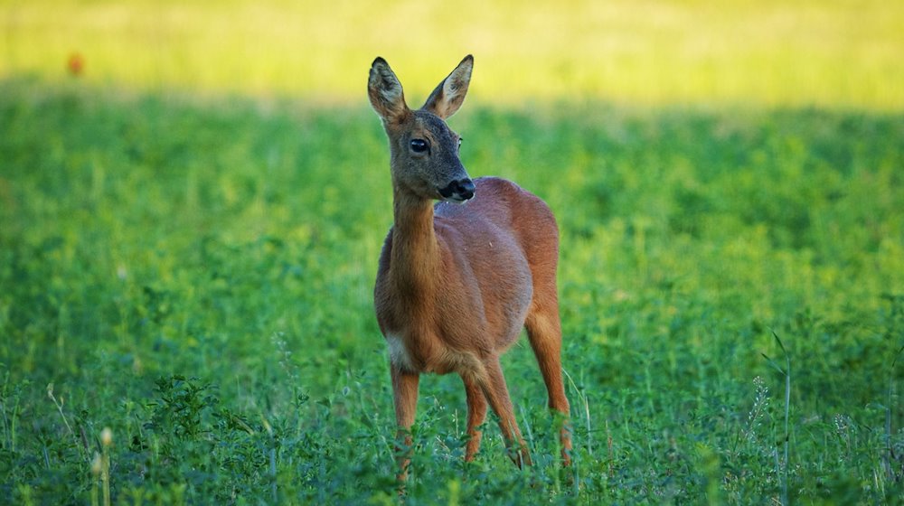 Ein Reh steht im Naturpark Hoher Fläming auf einem Feld. / Foto: Soeren Stache/dpa