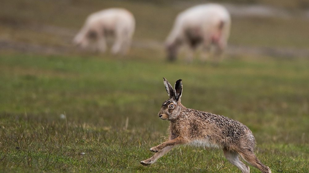 Ein Feldhase flitzt über ein Feld, auf dem Schafe grasen. / Foto: Lukas Schulze/dpa