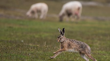 Ein Feldhase flitzt über ein Feld, auf dem Schafe grasen. / Foto: Lukas Schulze/dpa