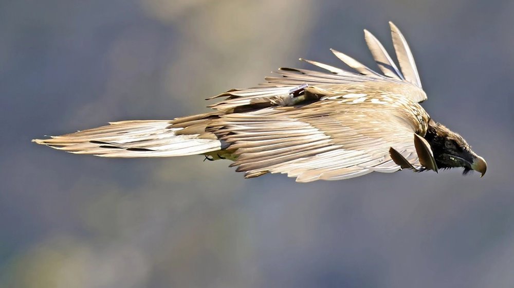 Das Foto zeigt Bartgeier Sisi im Flug über dem Nationalpark Berchtesgaden. / Foto: Markus Leitner/dpa