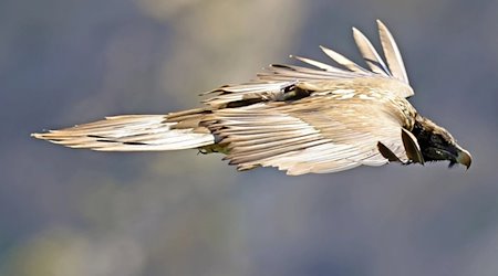 Das Foto zeigt Bartgeier Sisi im Flug über dem Nationalpark Berchtesgaden. / Foto: Markus Leitner/dpa