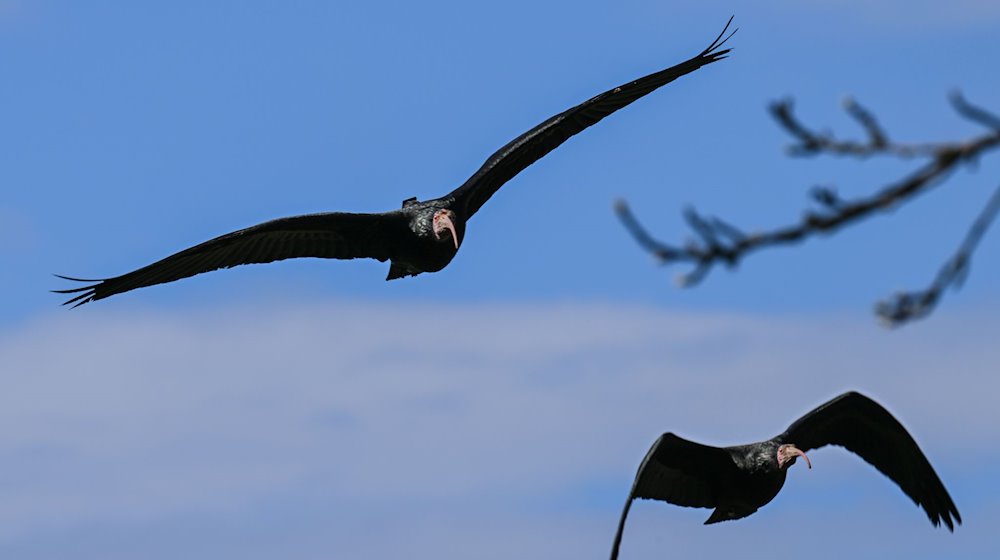 Zwei Waldrappen fliegen zur hölzernen Brutwand oberhalb des Bodensees. / Foto: Felix Kästle/dpa