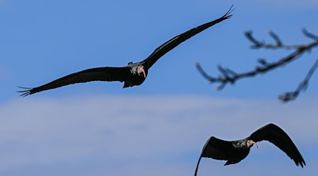 Zwei Waldrappen fliegen zur hölzernen Brutwand oberhalb des Bodensees. / Foto: Felix Kästle/dpa