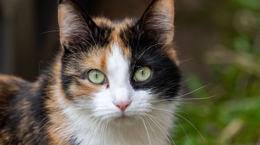 Eine Katze schaut in die Kamera. / Foto: Stefan Sauer/dpa