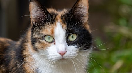 Eine Katze schaut in die Kamera. / Foto: Stefan Sauer/dpa