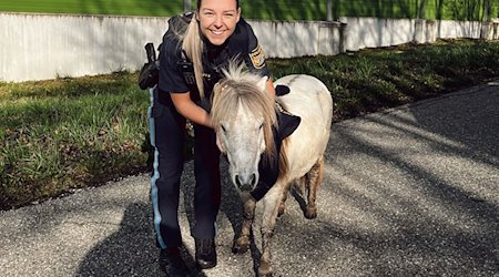 Eine Polizistin hält ein entlaufenes Pony fest. Ein Passant hatte das ausgebüxte Pferd in der Nähe der Bundesstraße 2 entdeckt und die Polizei gerufen. / Foto: Polizeipräsidium Mittelfranken/dpa