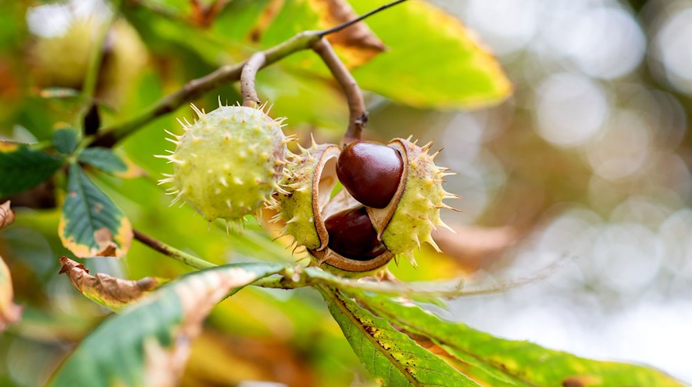 Kastanien lösen sich bei herbstlichem Wetter aus der Fruchthülle. / Foto: Hauke-Christian Dittrich/dpa/Symbolbild