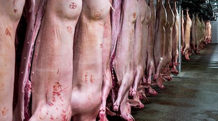 Schweinehälften hängen im Kühlhaus des Schlachthofs Bamberg. / Foto: Daniel Vogl/dpa/Archivbild
