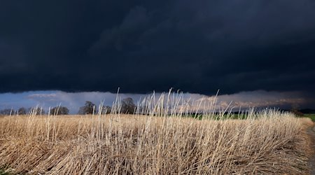 Gewitterwolken ziehen über ein Feld mit Schilf, welches noch von der Sonne beschienen wird. / Foto: Karl-Josef Hildenbrand/dpa