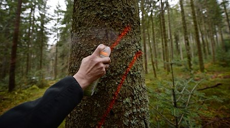 Ein Forstwirt markiert eine Fichte. / Foto: Patrick Seeger/dpa/Symbolbild