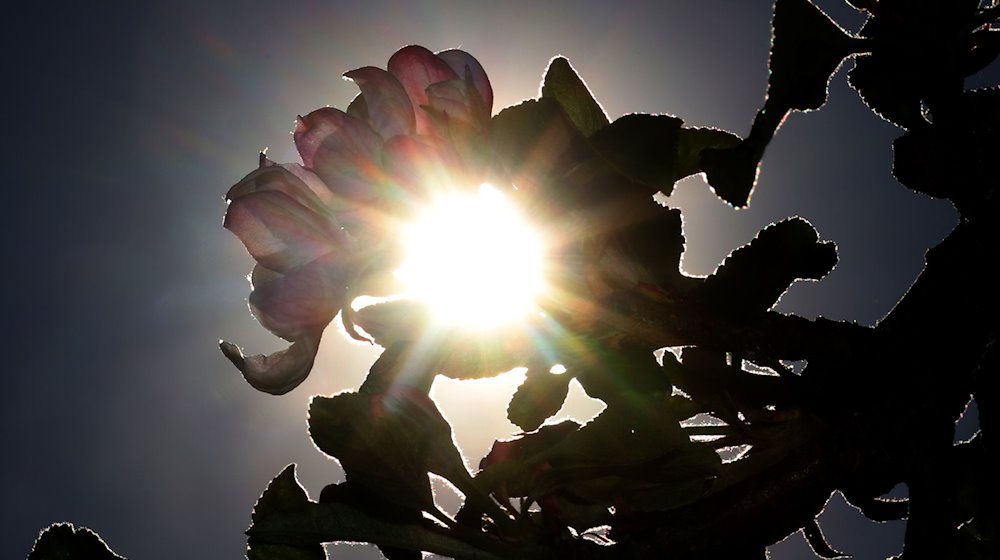 Apfelblüten sind in einer Plantage am Bodensee im Gegenlicht der Sonne zu sehen. / Foto: Karl-Josef Hildenbrand/dpa