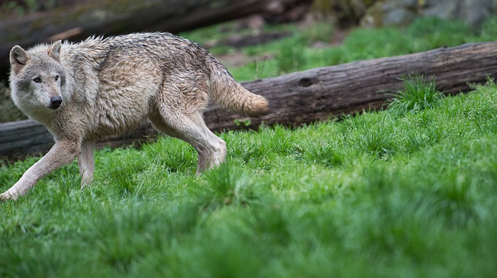 Ein Wolf läuft in der Natur. / Foto: Sebastian Gollnow/dpa