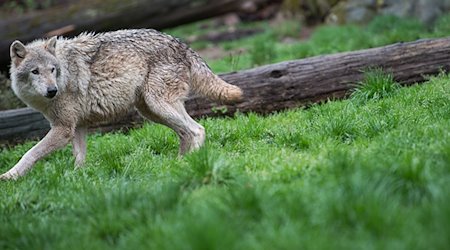 Ein Wolf läuft in der Natur. / Foto: Sebastian Gollnow/dpa