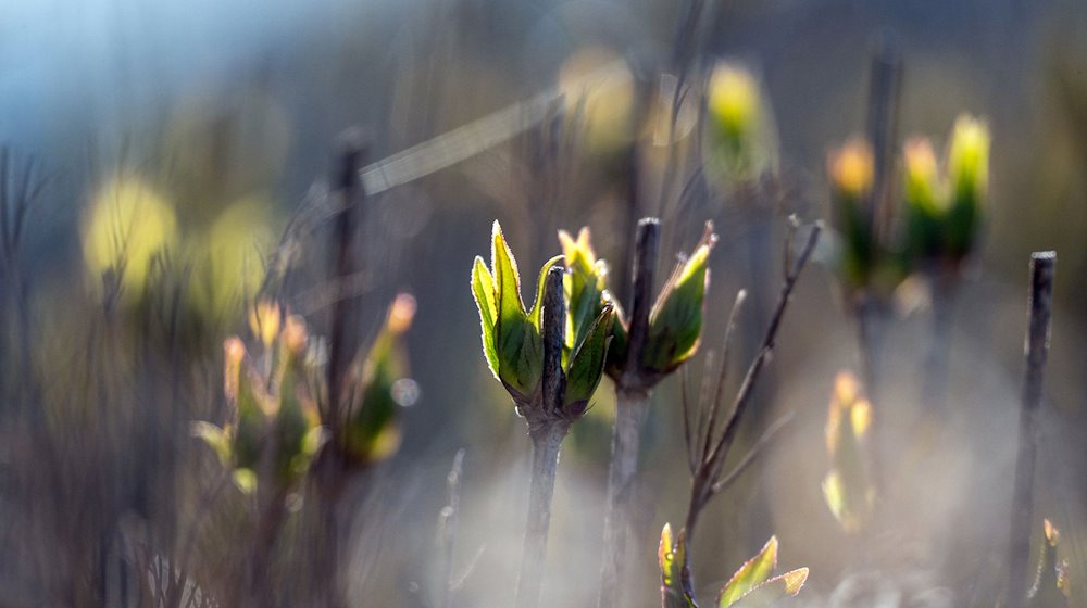 Die frischen Blatttriebe einer Hecke werden von der Sonne beschienen. / Foto: Pia Bayer/dpa