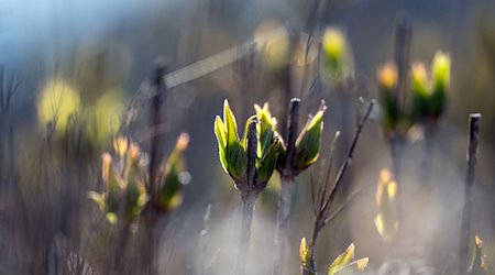 Die frischen Blatttriebe einer Hecke werden von der Sonne beschienen. / Foto: Pia Bayer/dpa