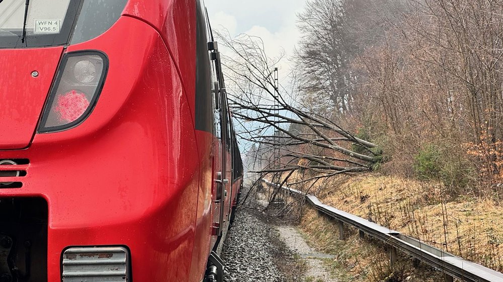 Nach Baumfällarbeiten liegt eine Rotbuche im Gleisbereich und auf einem Zug. / Foto: Bundespolizeiinspektion München /dpa