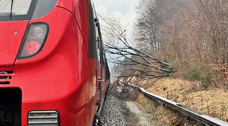 Nach Baumfällarbeiten liegt eine Rotbuche im Gleisbereich und auf einem Zug. / Foto: Bundespolizeiinspektion München /dpa