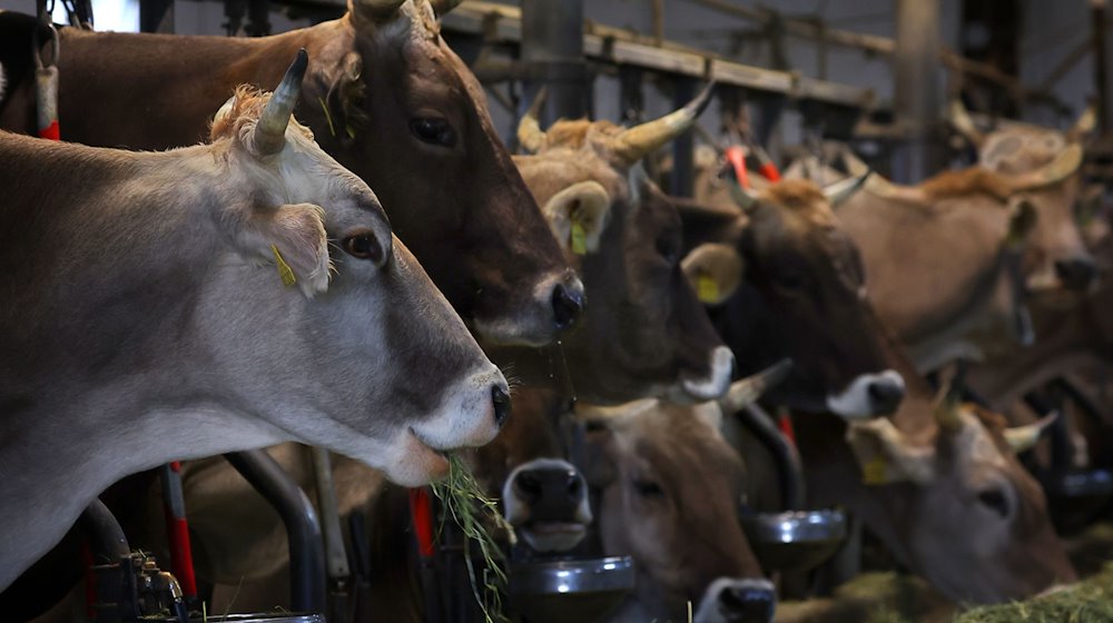 Kühe fressen auf einem Bauernhof in einem Stall frisches Heu. Ein Bauer steht nun in Rosenheim vor Gericht, weil er seine Tiere nicht genug fütterte und pflegte. / Foto: Karl-Josef Hildenbrand/dpa