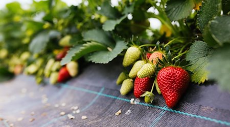 Reife und unreife Erdbeeren sind in einem Gewächshaus aus Folien und Gestänge. / Foto: Philipp von Ditfurth/dpa/Archivbild